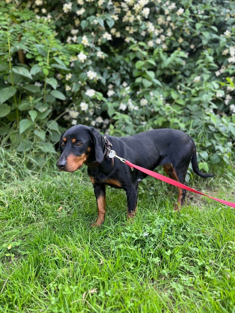 Tamarka w typie gończego do adopcji