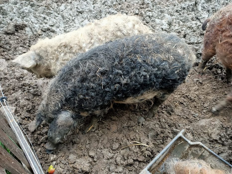 Sprzedam Świnia Mangalica