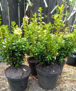 Самшит, ялівець, туя, пухироплодник, вейгела, гейхера продажа