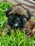 Śliczny mini piesek shih tzu