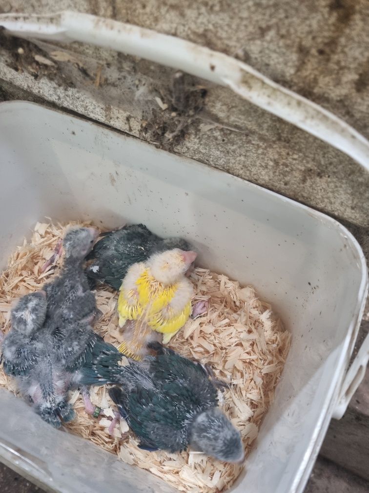 Kakarikis bebes para acabar de alimentar a mao