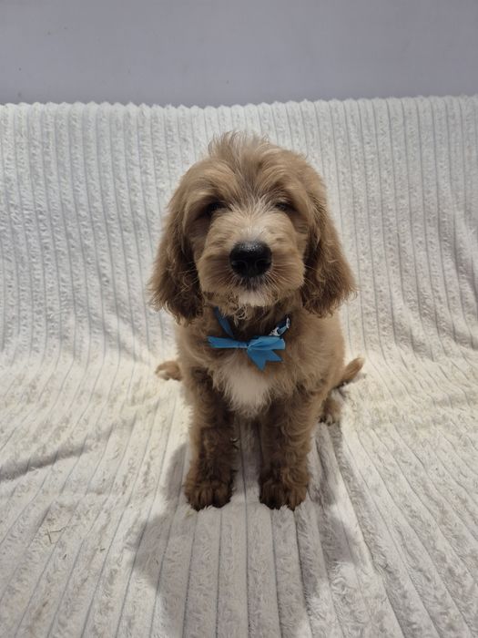 Goldendoodle f1 standard Duży