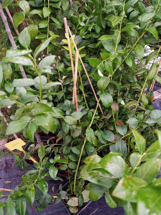 Mirtilos Duke para produção