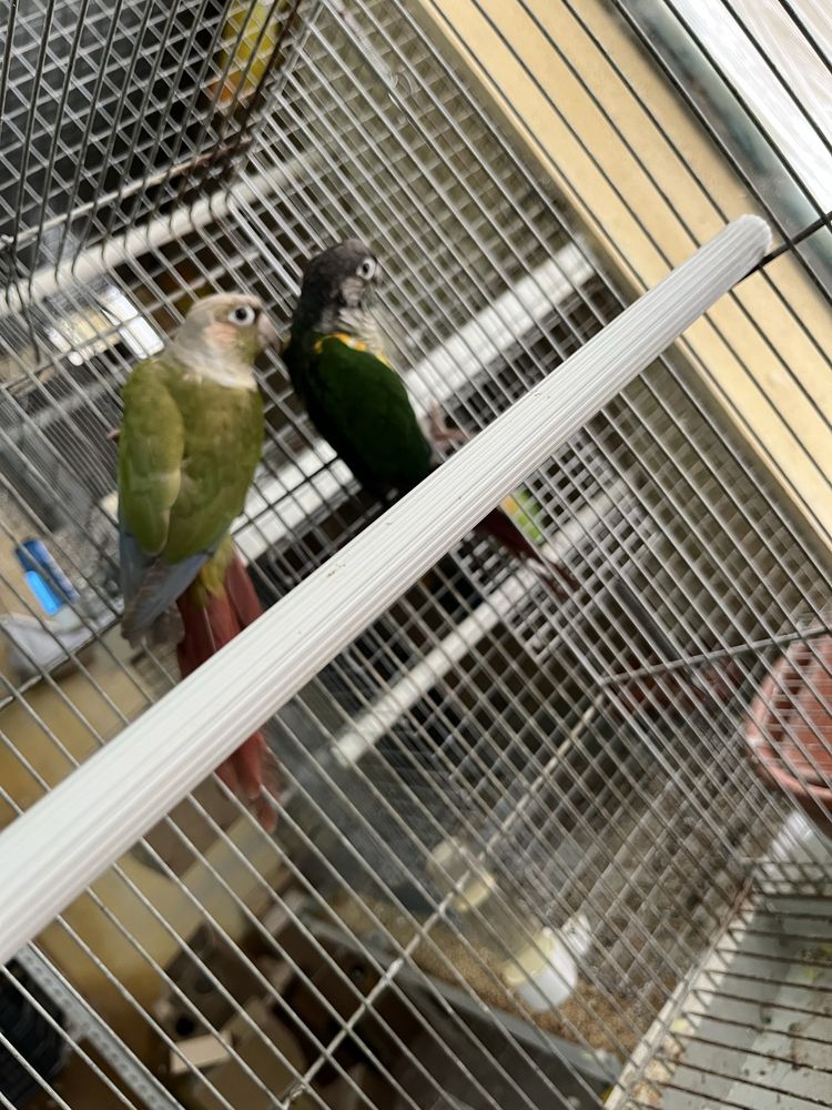 Casal de  pyrrhuras