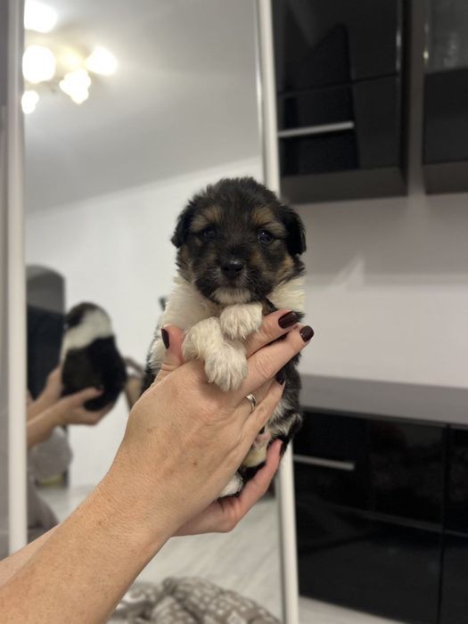 Малесенькі хлопчики в добрі руки