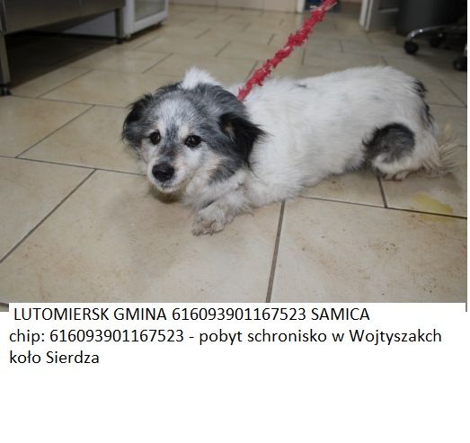 Lutomiersk zaginione psy zmiana schroniska