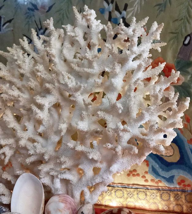 Bonito e Grande Coral peça em forma de Leque,