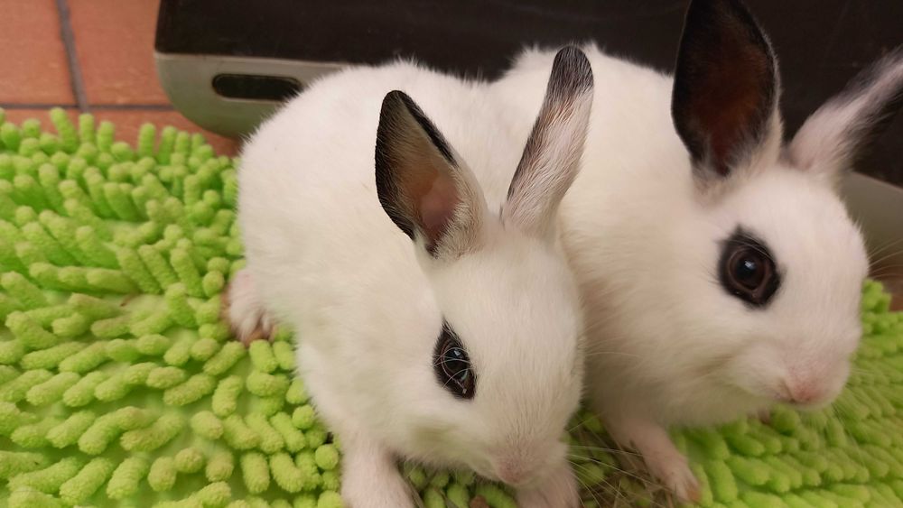 2 dziewczynki szukaja domu