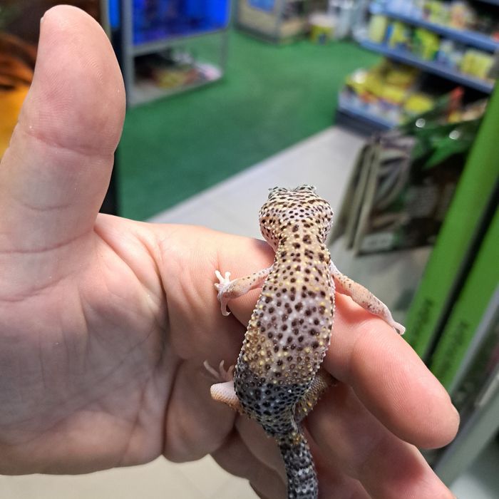 Gekon Lamparci w PAWIK.PL sklep zoologiczny Rzeszów