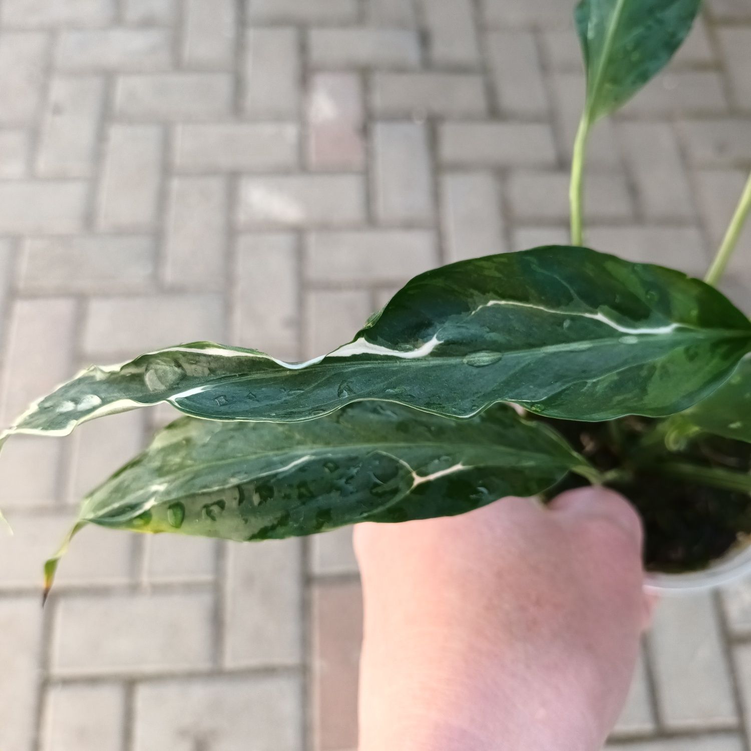 Спатифіллум sp. Hybrid variegated