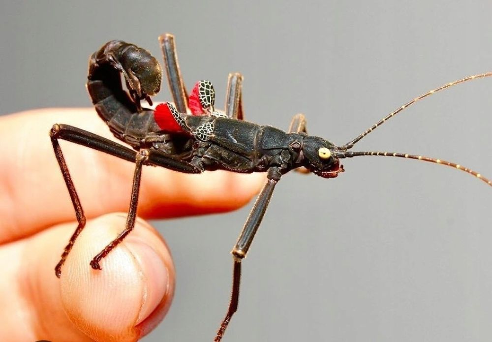 Mystery box z owadami