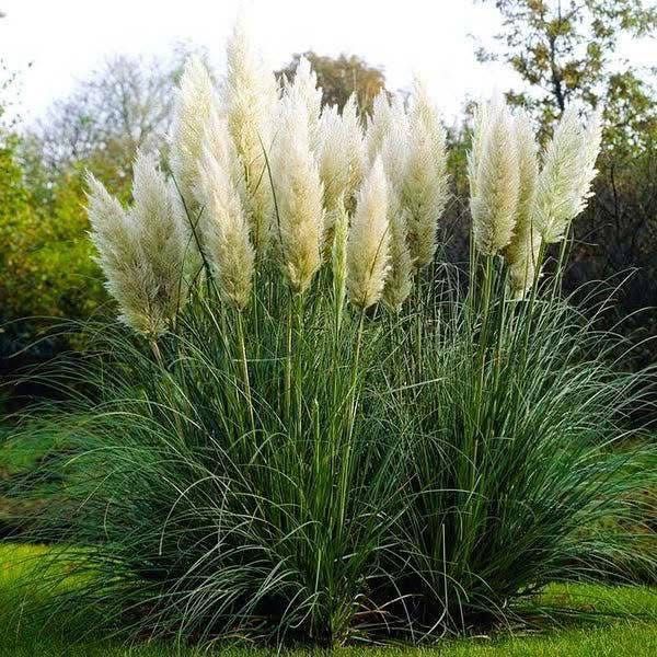 Кортадерія Біла (Пампасна трава) Контейнер 3л.