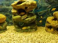 Rybki akwariowe - Pyszczaki Yellow  – Labidochromis caeruleus-młode