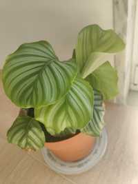 Linda planta Calathea Melancia