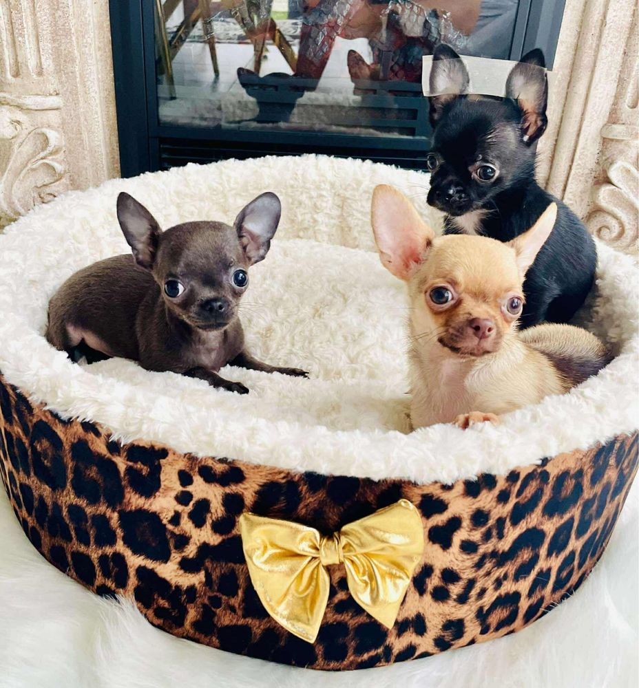 Chihuahua szczenie