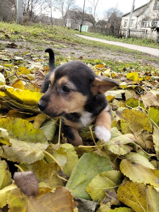 Два коротколапі хлопчики метиси