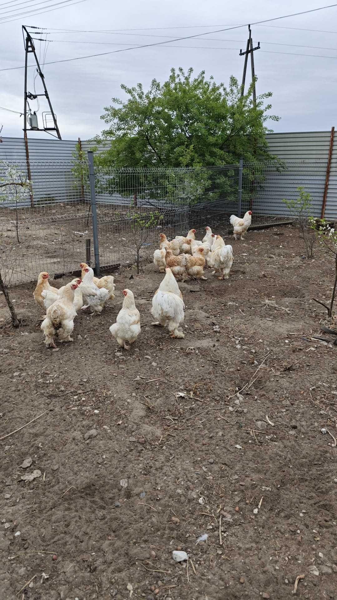 Jaja lęgowe MIX Brahma Brahmy Olbrzymiej OKAZJA TYLKO 6 ZŁ