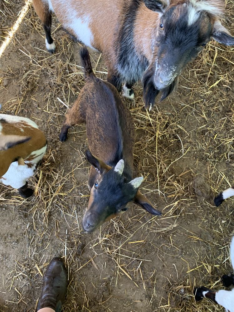 Cabrito anão com 4 meses
