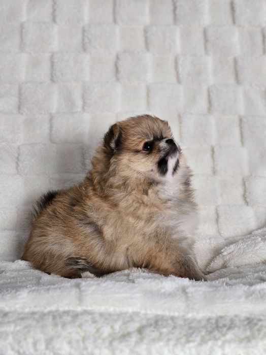 Szpic miniaturowy - pomeranian - rudy
