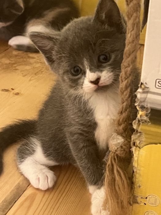 Чудові котенята в добрі руки