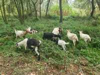 Cabras linha Boer