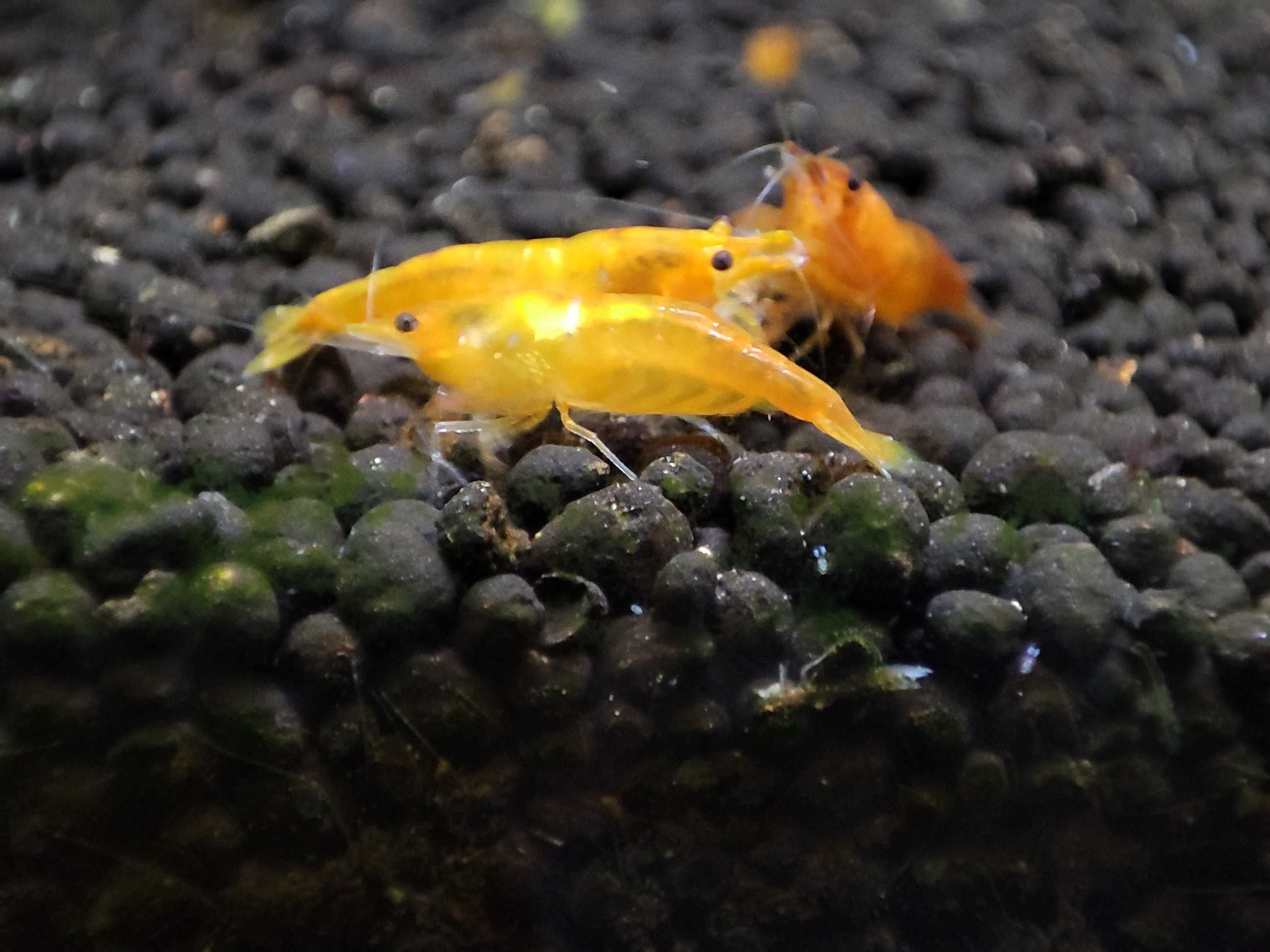 Krewetki neocaridina Orange