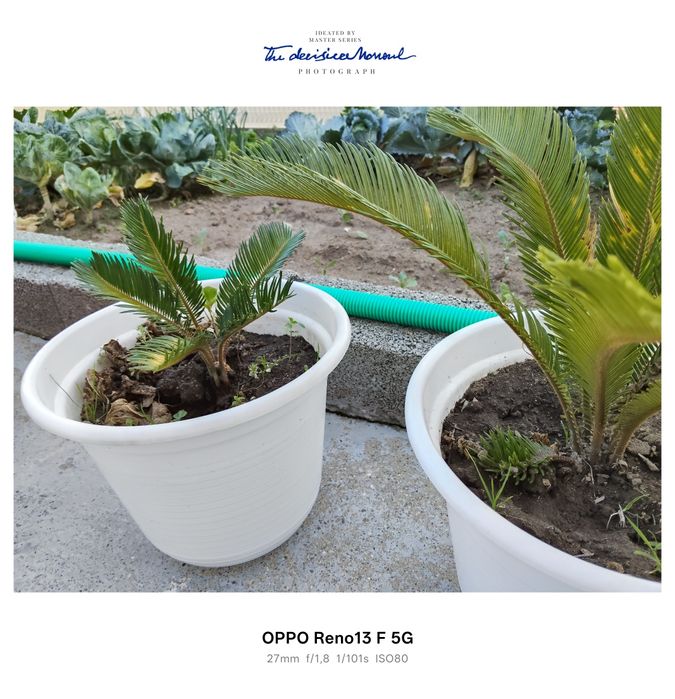 Plantas sicas para venda