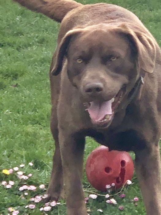Лабрадор для вязки