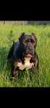 Pitbull Terier do adopcji