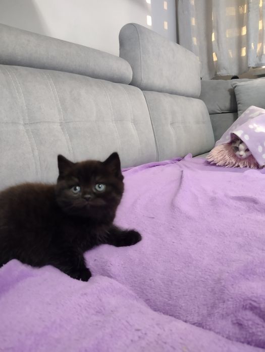 Kotka brytyjska krótkowłosa czarna dymna