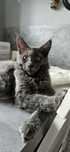 Maine coon niebieski solid kot kocur