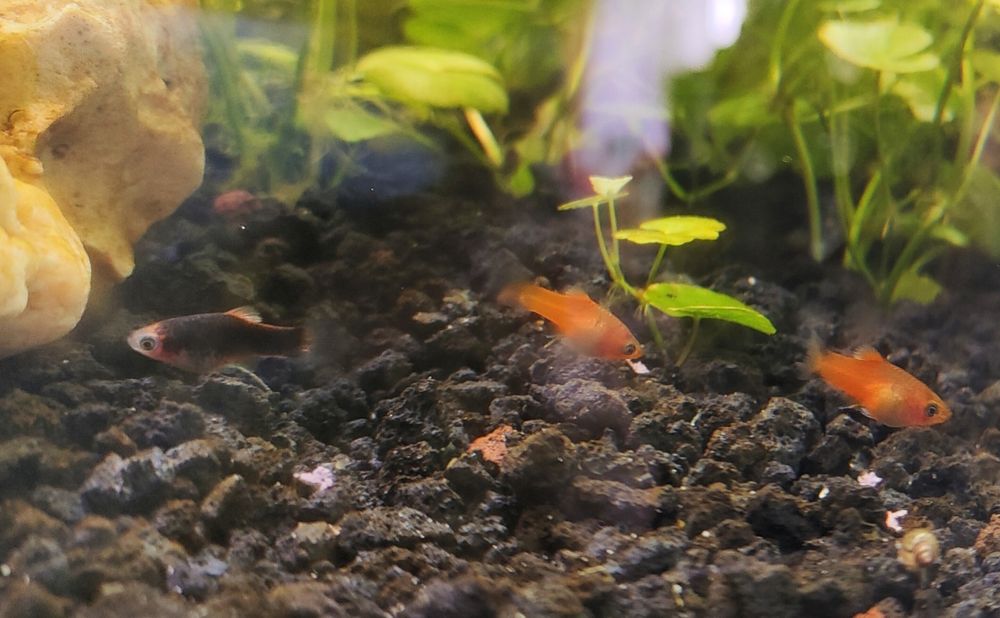 Platka - ryba myszka Mickey