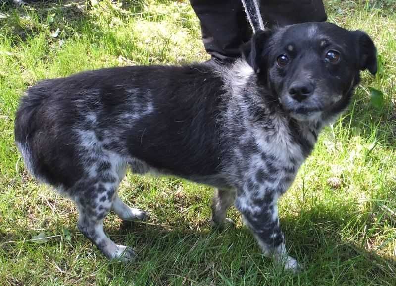 LONIEK pies czarno biały nieduży do adopcji