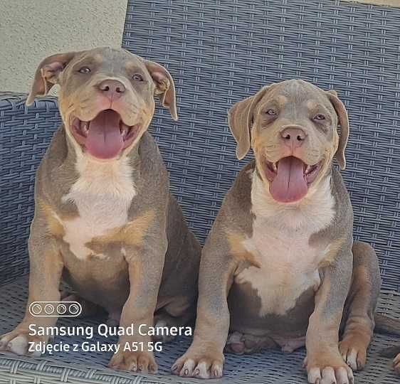 american bully xl piesek nr 2 baron abkc