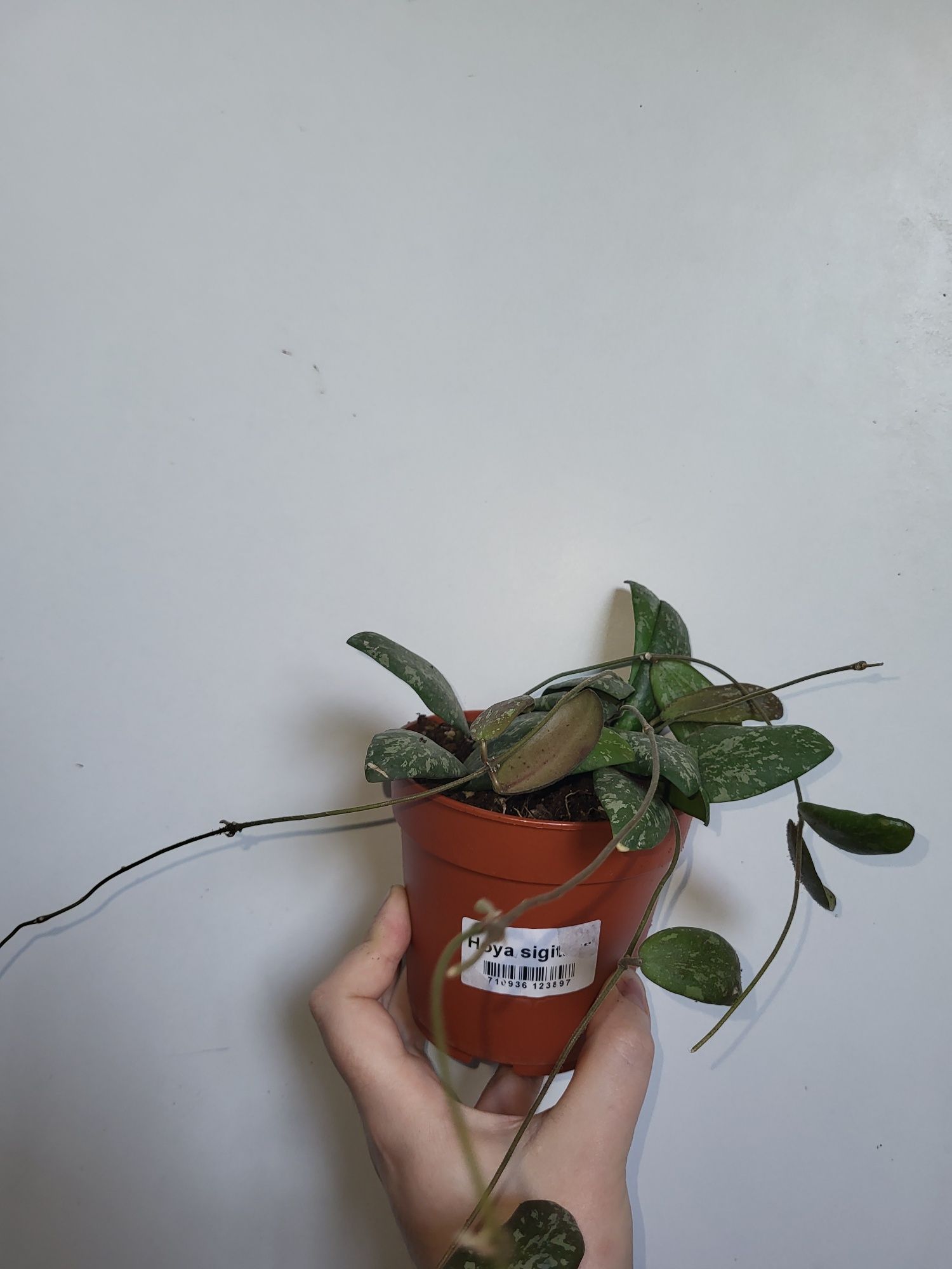 Hoya sigillatis round leaf