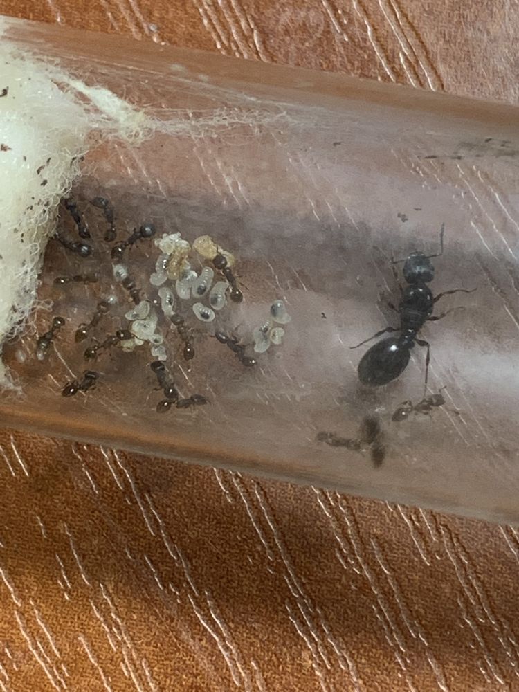 Tetramorium caespitum