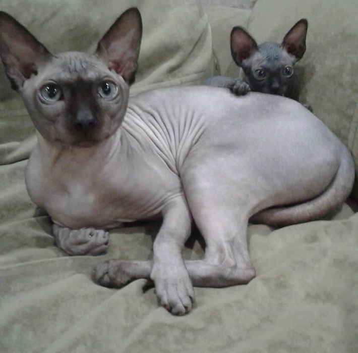 Канадский сфинкс. Вязка.