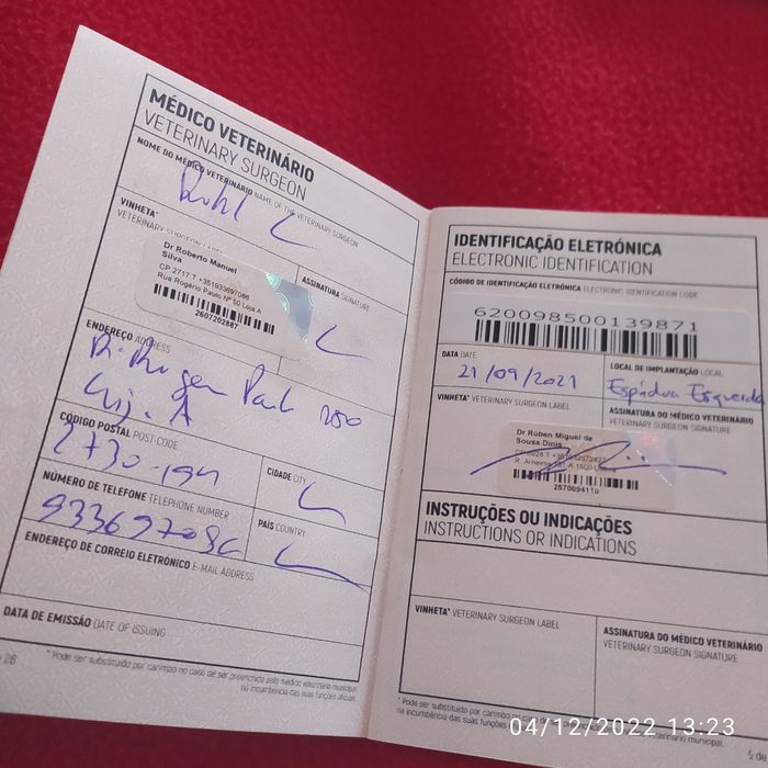 Caniche para  namorar