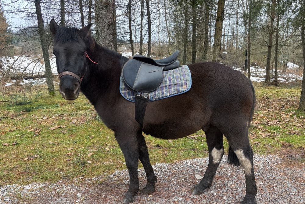 Sprzedam hucuł 141cm wałach do zajazdki