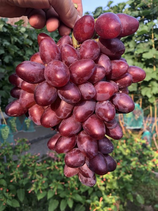 Саджанці та Черенки винограда