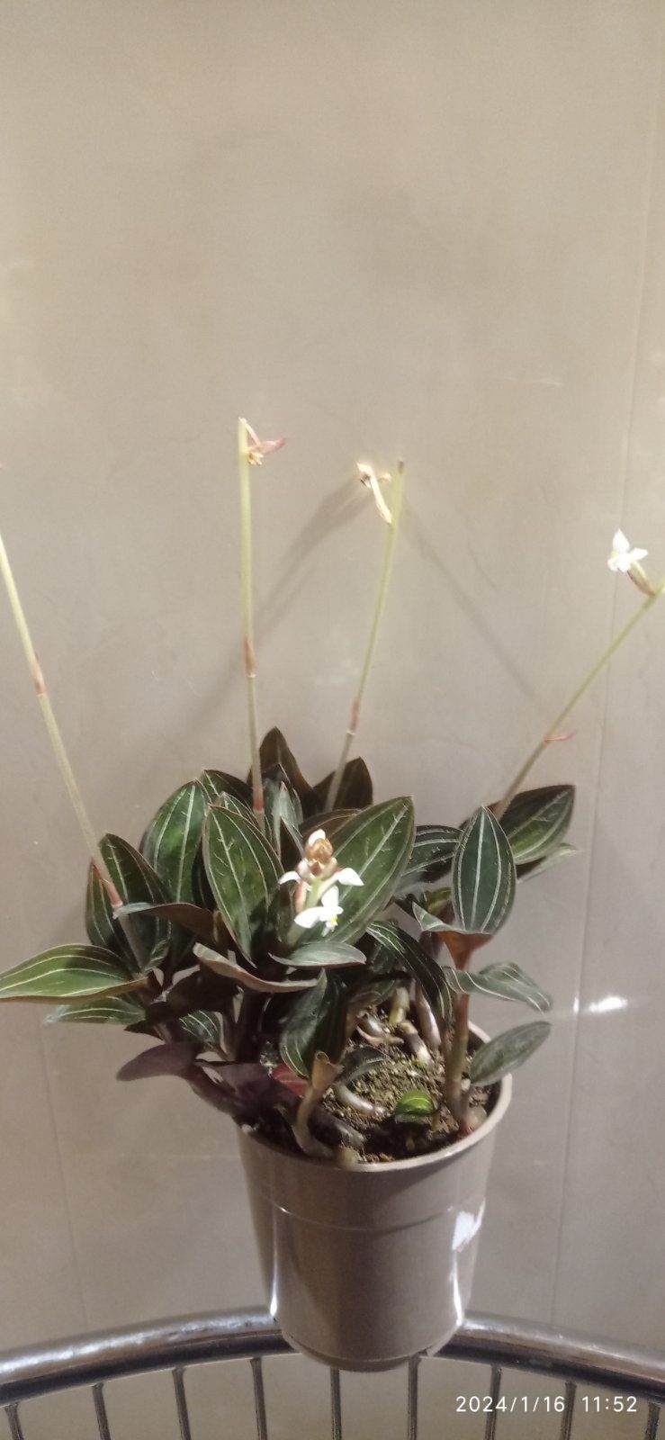 Цветущая орхидея Лудизия.