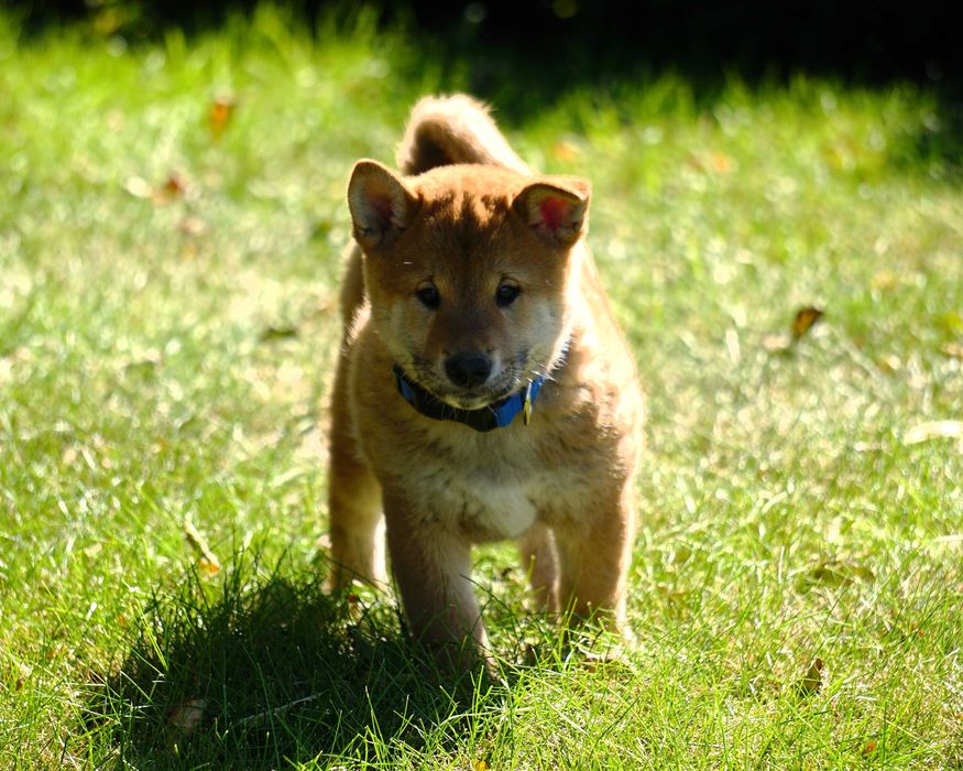 shiba inu czerwony piesek szczeniaczek
