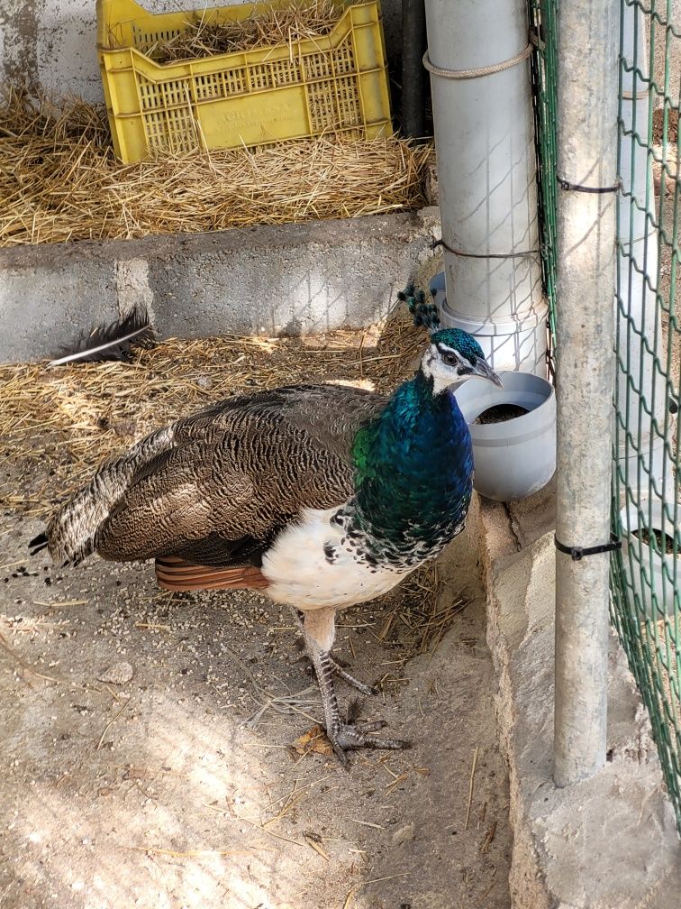 Casal de Pavões azuis