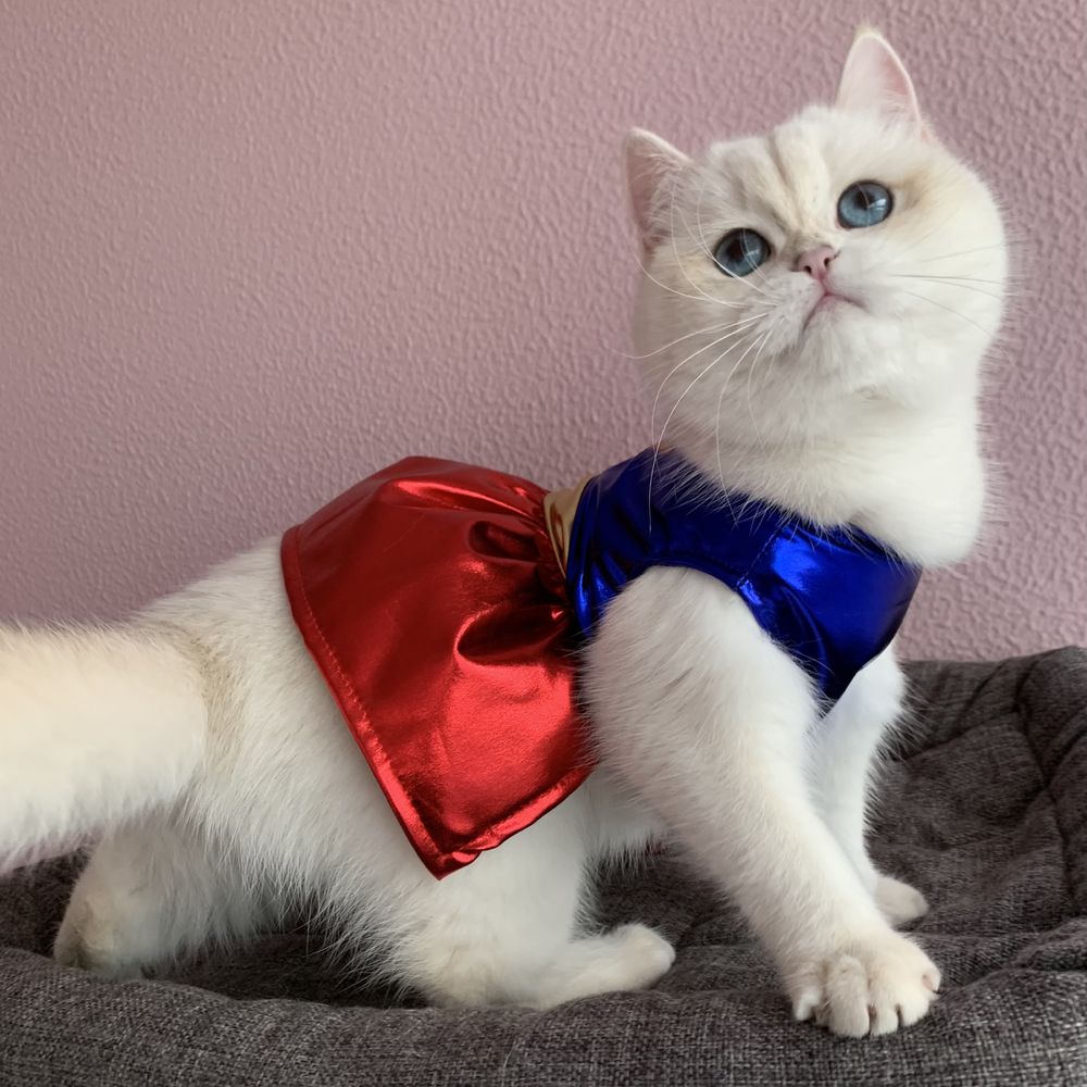 Roupa de cão gato Supermen carnaval