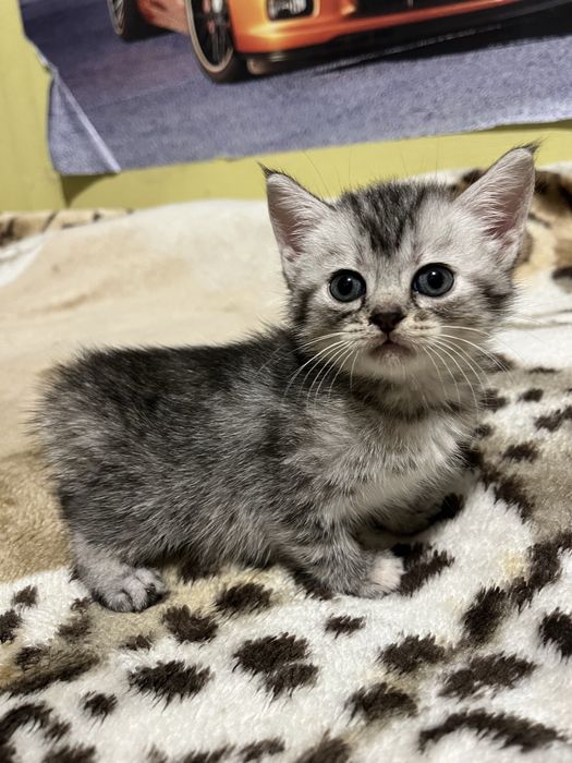 Віддам котиків у добрі руки