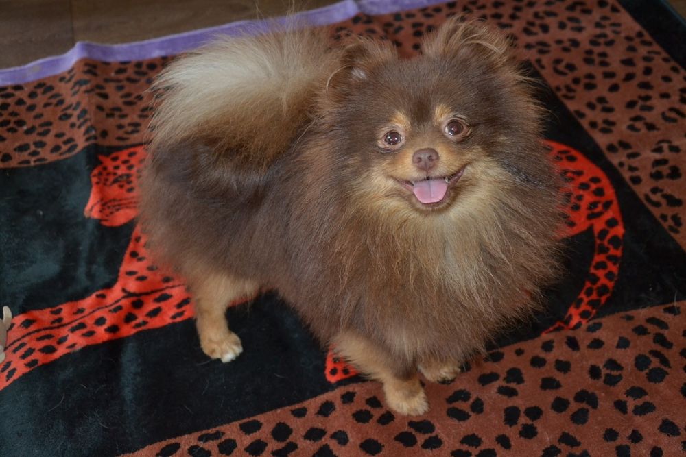 Шоколаднопідпалий хлопчик FCI КСУ