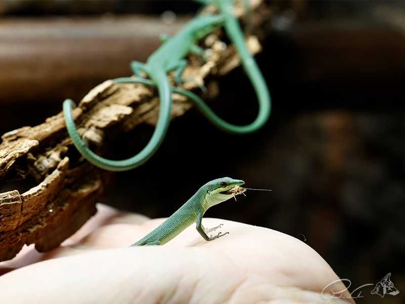 Jaszczurka trawiasta Takydromus dorsalis