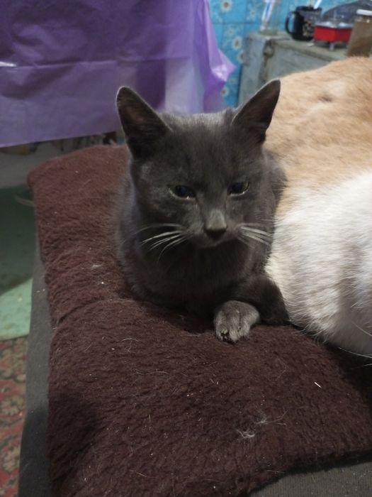 Хлопчик, приблизно 5-6 місяців