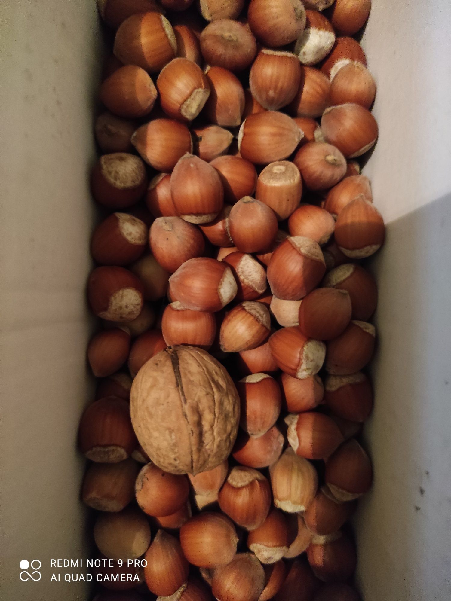 Продам саженцы лесного ореха