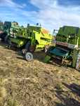 Claas mercator, senatora, protector, dominator